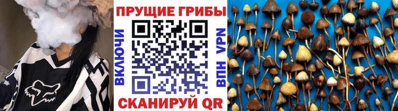 гидра ONION  Новороссийск  Псилоцибиновые грибы Cubensis  купить наркоту 